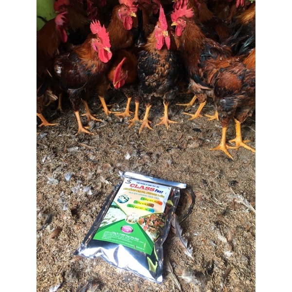 1kg Class Fast - Men rắc chuồng trực tiếp - chuồng sạch, nhanh lớn, không dọn chuồng, không khí độc- mùi hôi