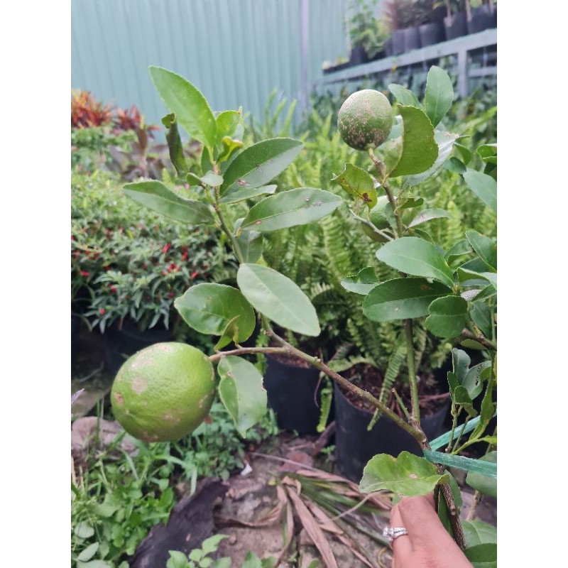 Cây Chanh tứ quý