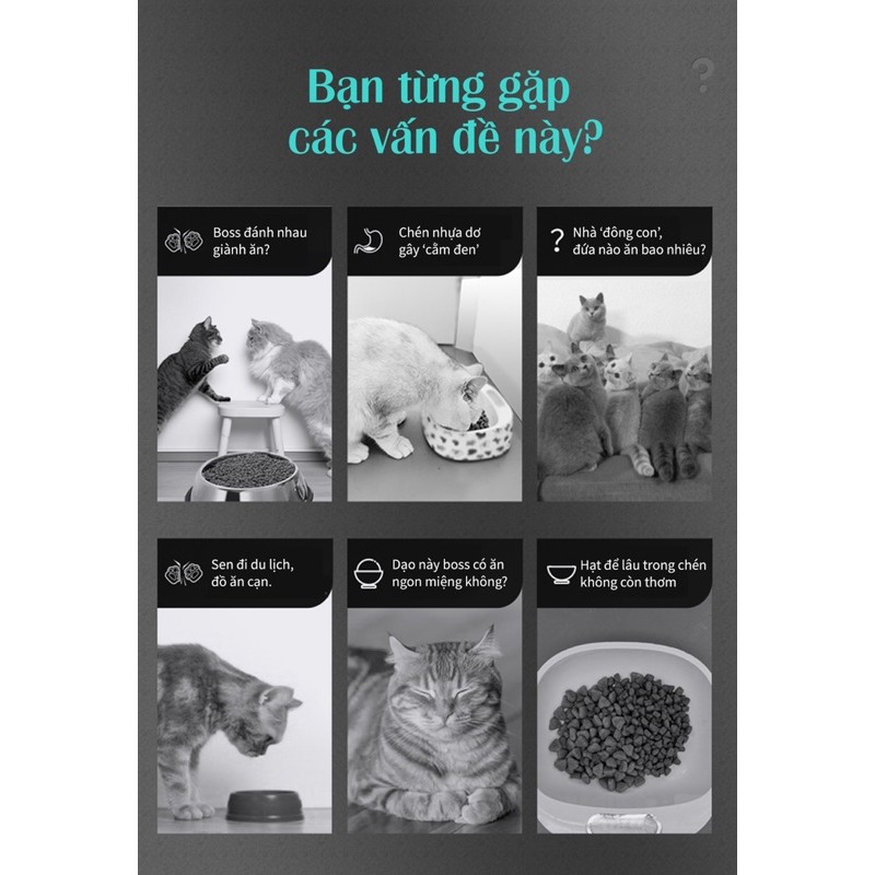 Máy cho chó mèo ăn tự động Catlink