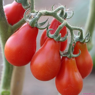 Hạt giống Cà chua lê đỏ - Gói 30 hạt