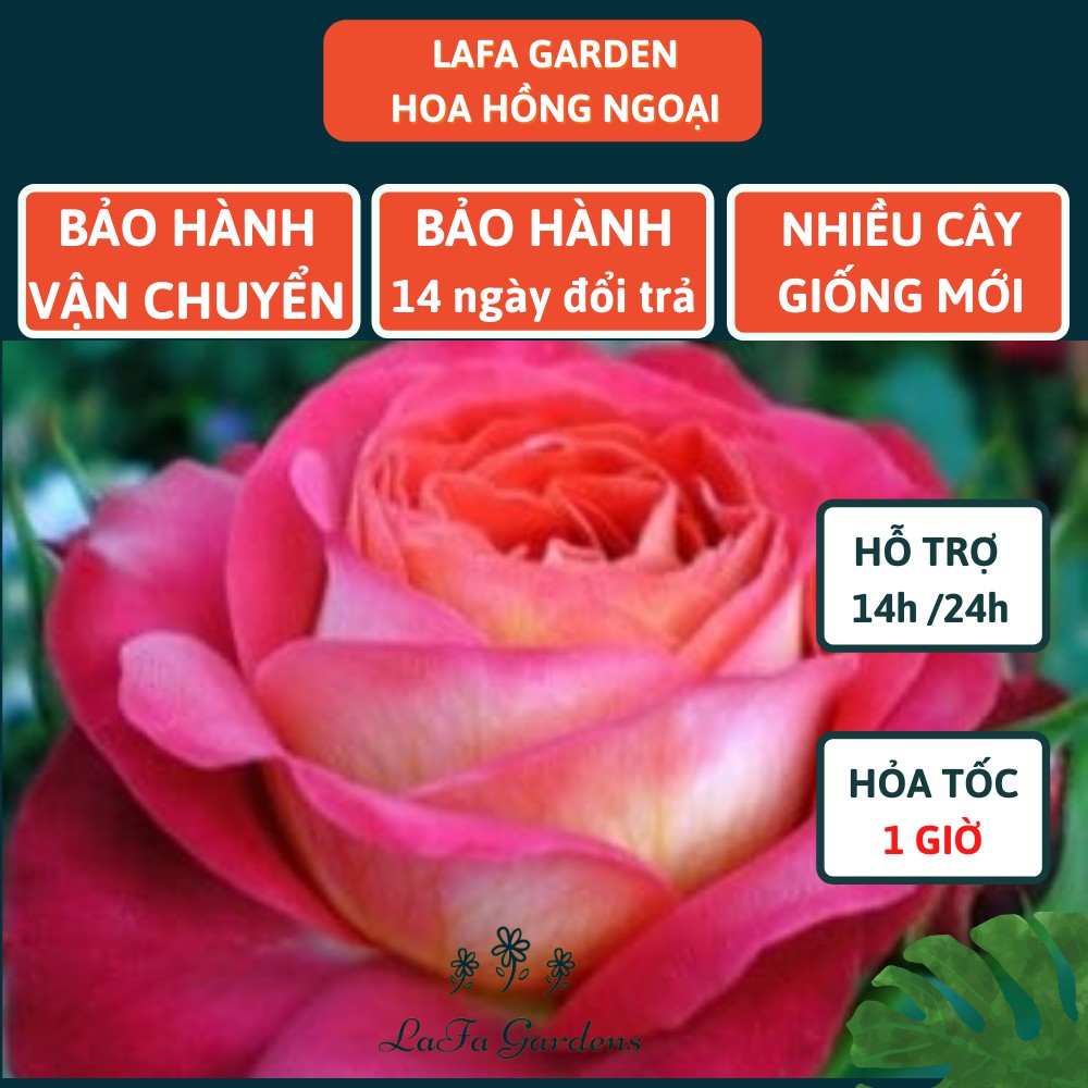 Hoa hồng leo LAFA GARDEN cao 45-60cm, cây có bầu đất khỏe, tặng kèm phân bón hữu cơ ECO ROOT, Combo phân bón hoa hồng