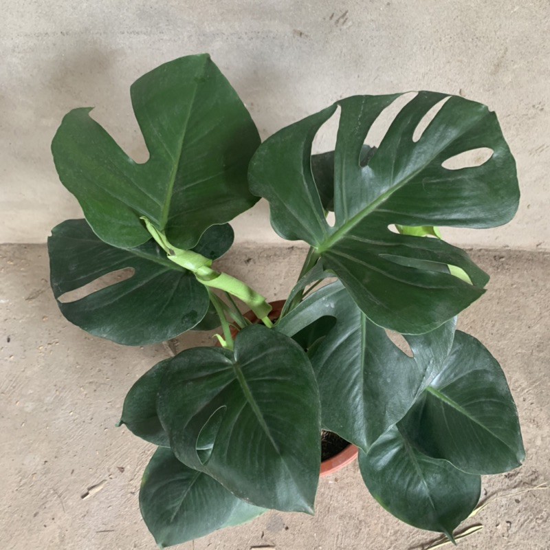 Cây trầu bà Nam - Mỹ Monstera cao 50cm, nhánh lá xum xuê xanh tươi quanh năm, cây phong thuỷ trồng nội thất, sân vườn