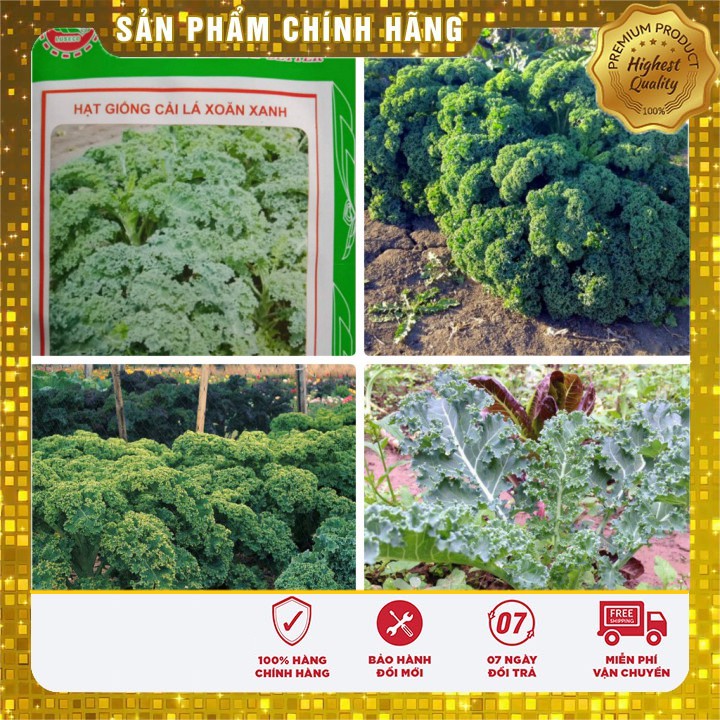 Hạt Giống Rau cải xoăn xanh Kale 20 hạt