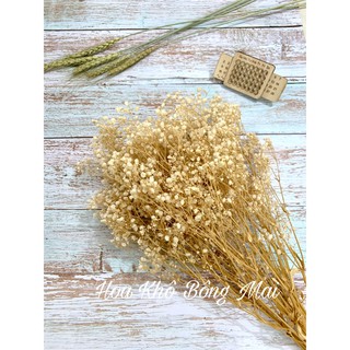 🌸Loại đẹp🌸Hoa baby khô HOA BABY BLOOM màu tự nhiên decor trang trí nhà cửa, đạo cụ chụp ảnh phong cách vintage