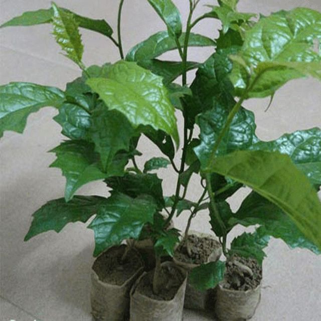 Combo 5 cây gống xạ đen