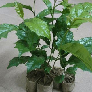 Combo 5 cây gống xạ đen
