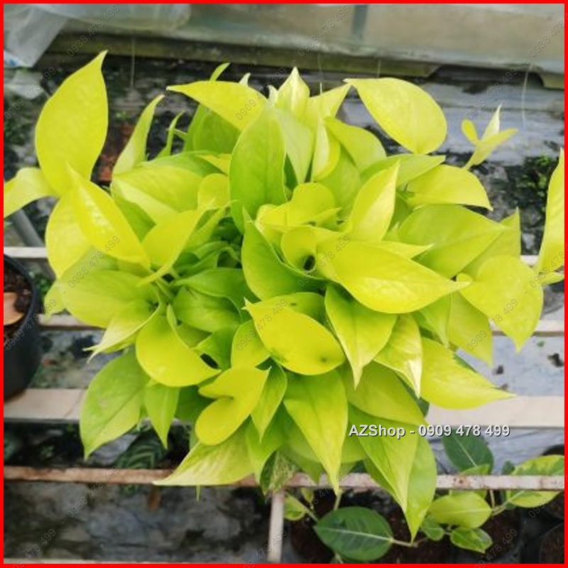 Trầu Bà Thái Vàng - Neon Pothos