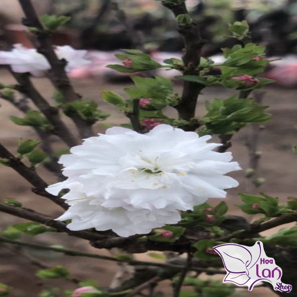 Mai trắng 🌲FREESHIP🌲 Nhất Chi Mai cao 10 - 15 cm