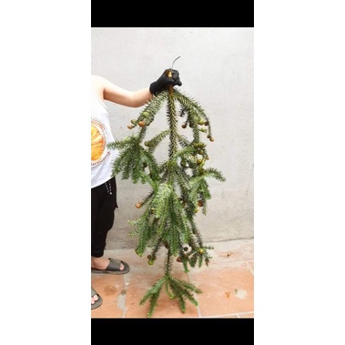 Cành thông noel sai quả  - Một bó cành thông