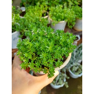 Sen đá sedum xanh đậm chậu 10cm
