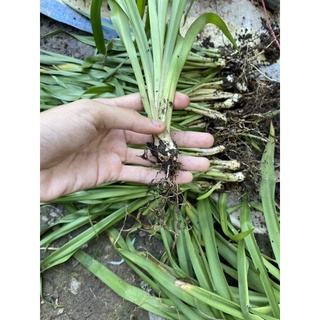 CỦ GIỐNG HOA HUỆ VÀNG