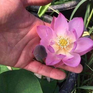 HẾT HÀNG Tự Chọn Màu Sen Nhật Mini - ( Đã Cắt Đầu Hạt )