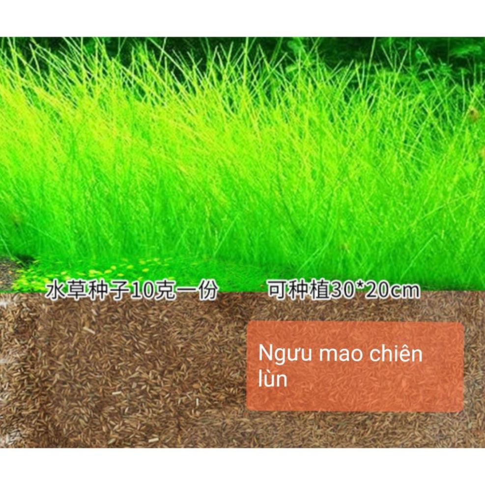 Hạt giống thủy sinh gói 10g- Cỏ Ngưu mao chiên- Trân châu lá ngọc