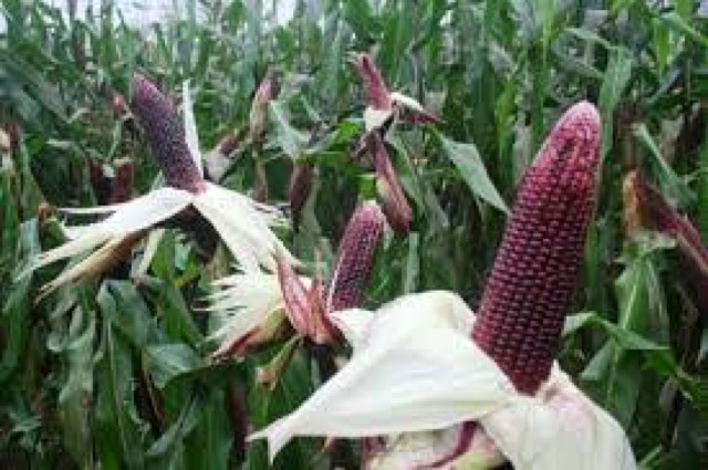 Hạt giống bắp tím, bắp thảo dược, bắp ngô tím
