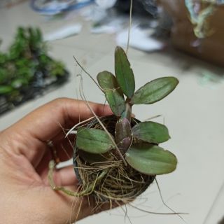 Hoa lan giả hạt Châu Như