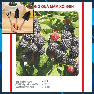Hạt giống Cây Mâm Xôi Đen 30 Hạt TẶNG BỘ LÀM VƯƠN MINI