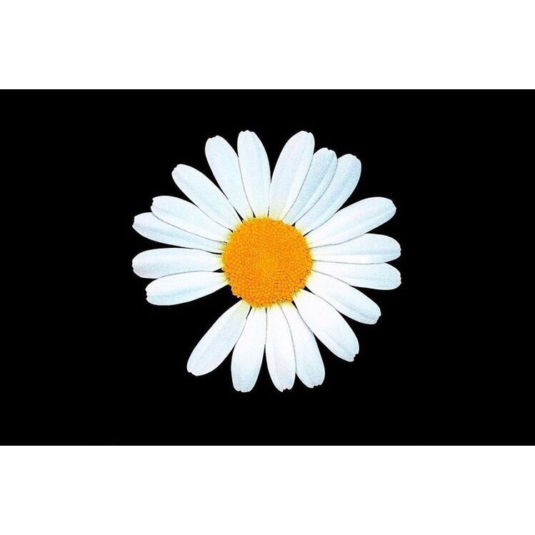 [FREESHIP ĐƠN TỪ 50K] Pop Giá đỡ điện thoại Popsocket hoa cúc Peaceminusone Tiktok Adidas Nike Exo Blackpink BTS Supreme | BigBuy360 - bigbuy360.vn