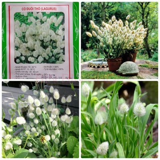 Hạt giống cỏ đuôi thỏ - 50 hạt