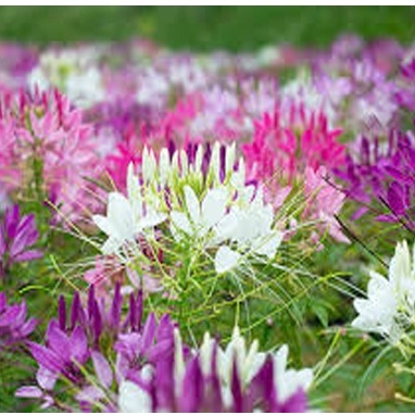 50⚡️HẠT GIỐNG HOA TÚY ĐIỆP⚡️NHIỀU MÀU SIÊU ĐẸP NÀY MẦM 100%