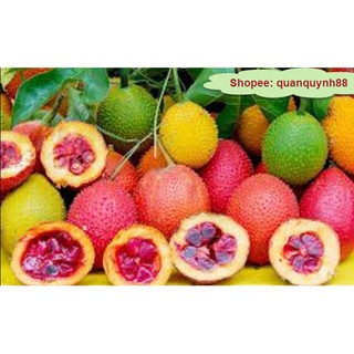 300ml DẦU GẤC ÉP LẠNH 100% SIÊU ĐẬM ĐẶC