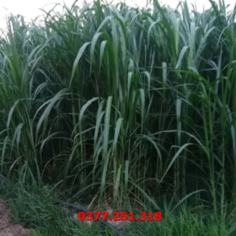 Hạt Giống Cỏ Voi Lai Không Lông Lá Mềm Năng Suất Cao Gói 500g - Cỏ Cao Lương, Cỏ Chăn Nuôi Trâu, Bò, Dê, Ngựa