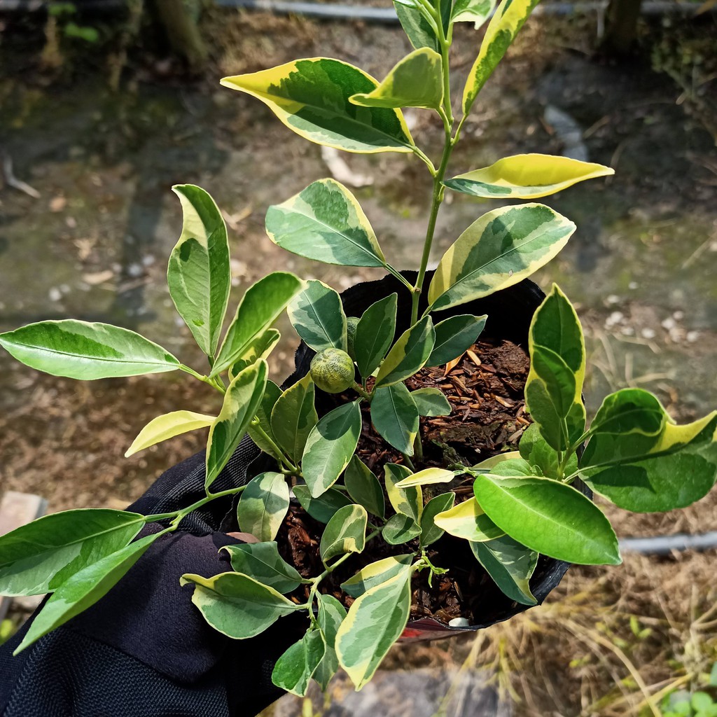 Cây tắc var  mini , hạnh var đang cho hoa và quả - Summer Garden