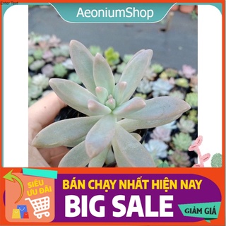 Sen Đá Pha Lê Mini 🌱 Xuất Xứ Đà Lạt, Lỗi 1 Đổi 1 💪 💪