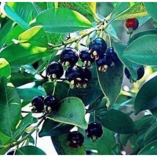 cây giống cherry bazil