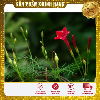 Hạt giống Hoa Tóc Tiên dây leo ( 10 Hạt)