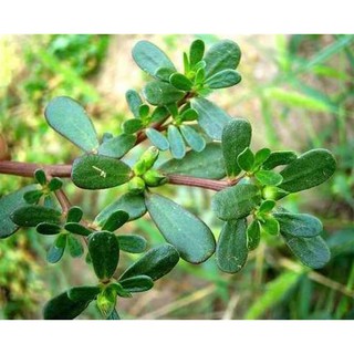 1gr - HẠT GIỐNG RAU SAM