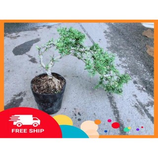 Linh Sam Bonsai