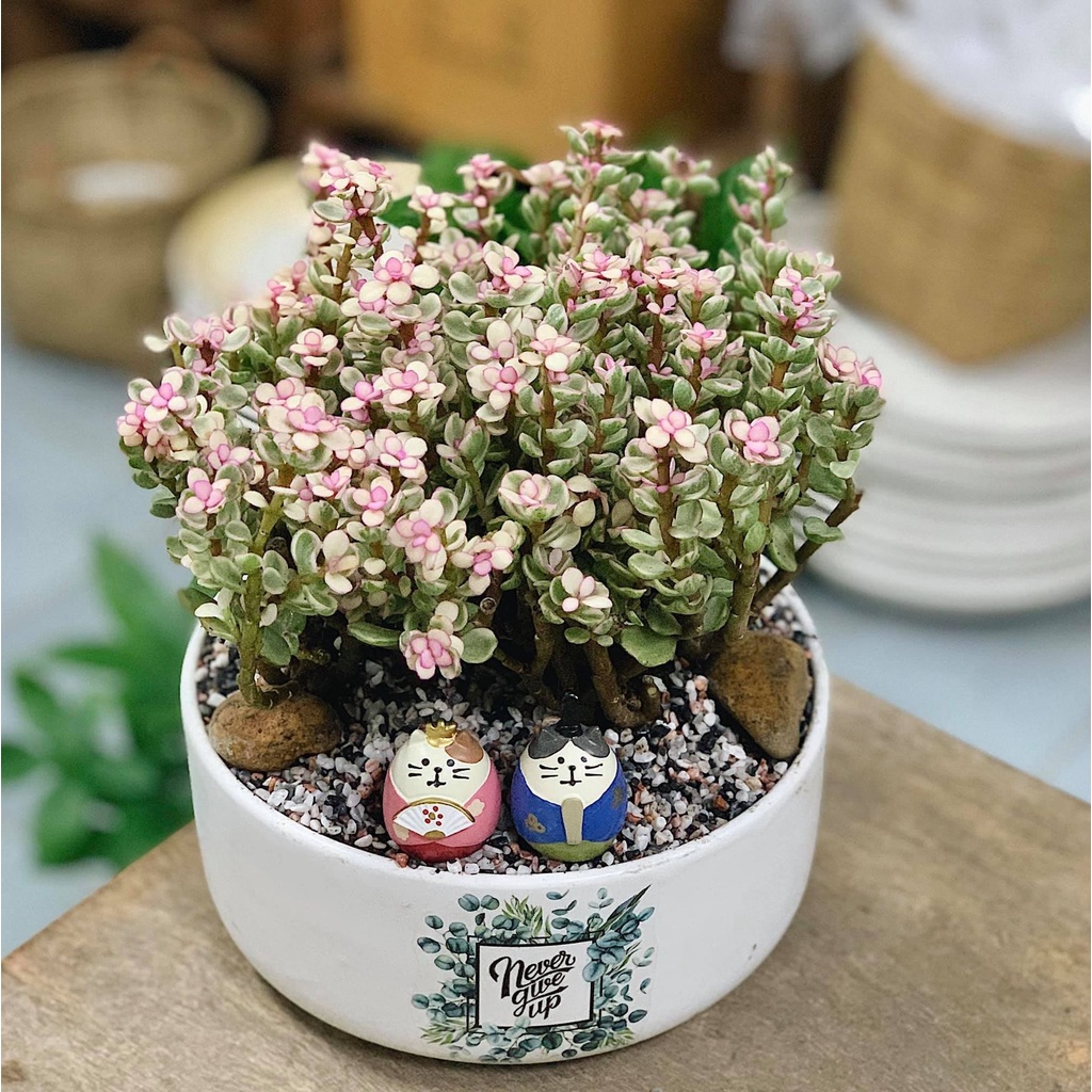 20 Hạt Giống Sen Đá Anh Đào Chịu Nhiệt Chịu Hạn Tốt  - Tặng kèm hạt hướng dương lùn + thuốc kích mầm rễ