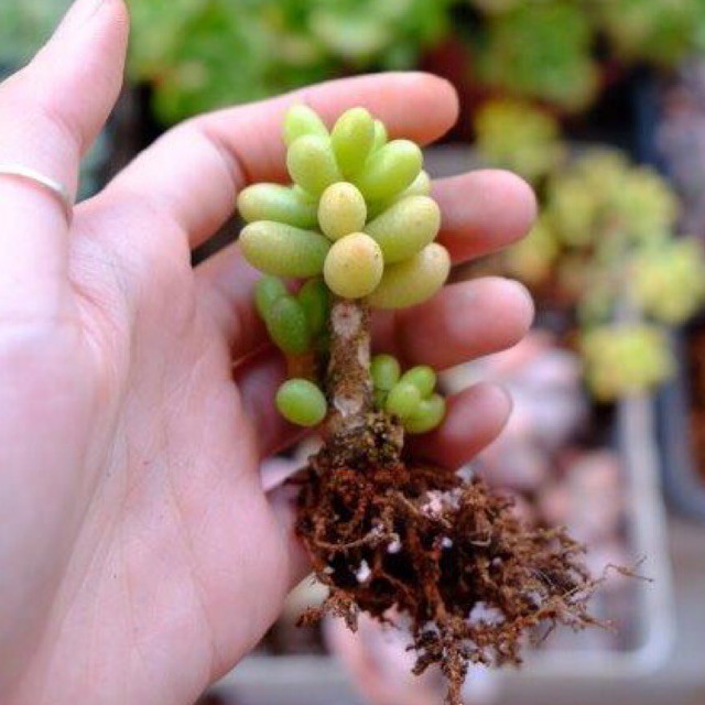 (SEDUM HERNANDEZII) SEN ĐÁ TRỨNG RÙA XANH THƠM