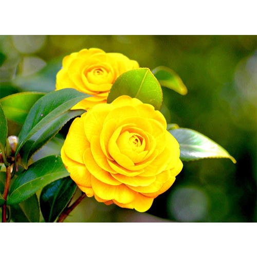 Cây giống hoa trà my cây cao 40-50cm đủ các màu