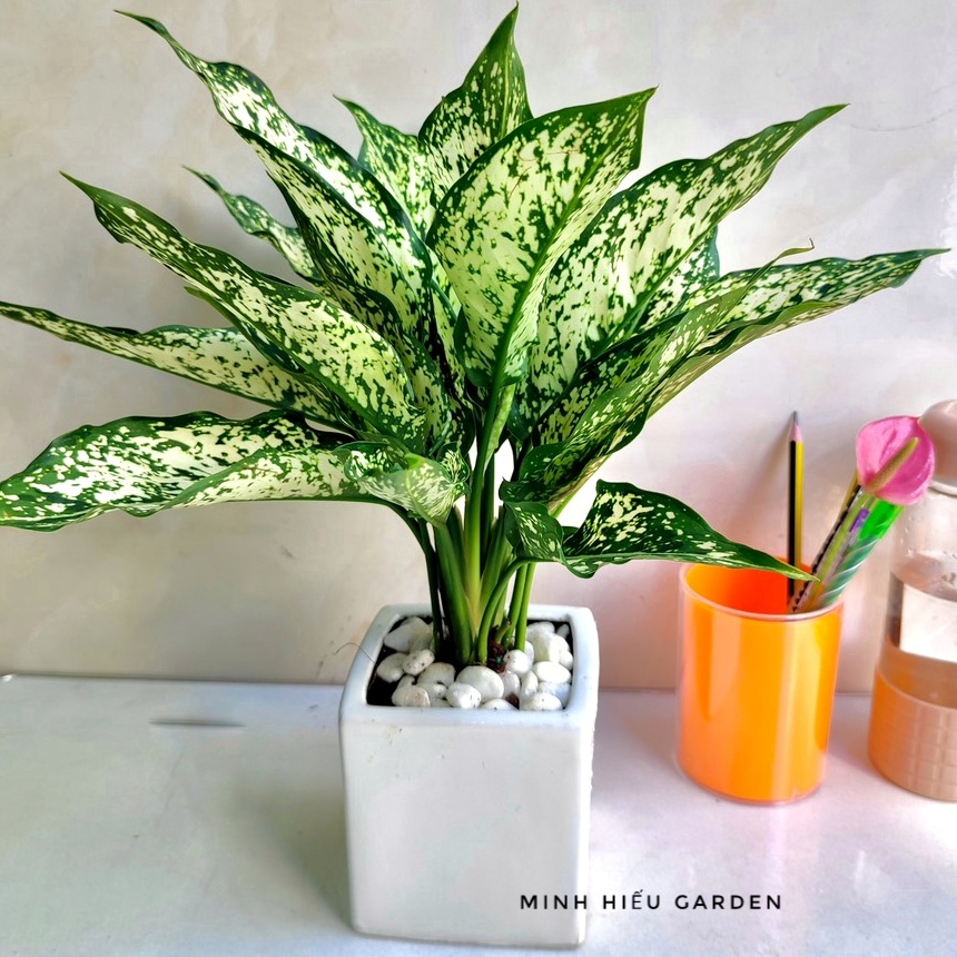 Cây ngọc ngân chậu sứ thanh lọc không khí, tốt cho sức khoẻ