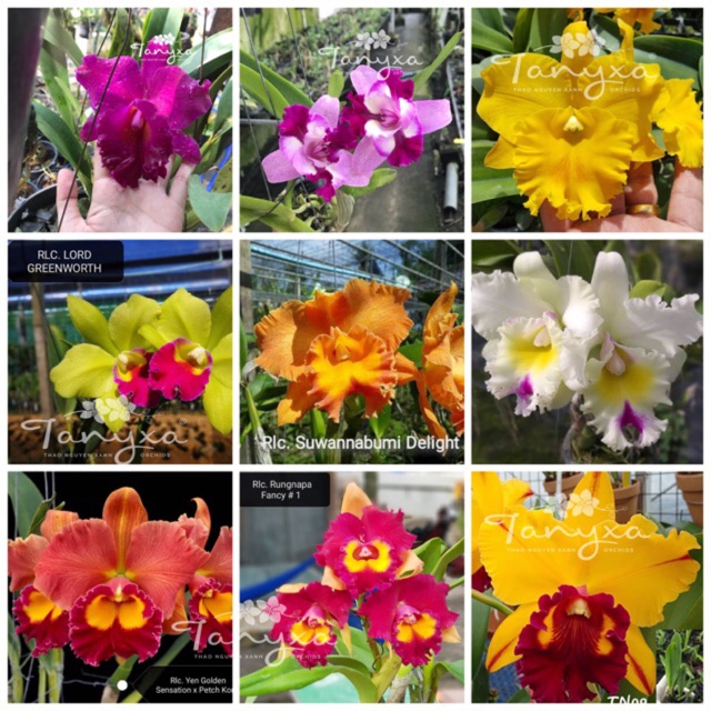 Cattleya Cây Trưởng Thành