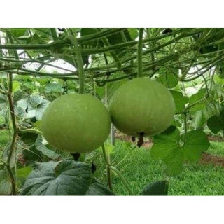 5 hạt giống bầu tròn