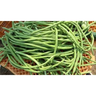hạt giống đậu đũa xanh gói 15gr
