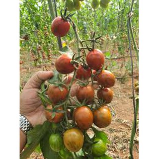 30 hạt giống quả cà chua cherry socola