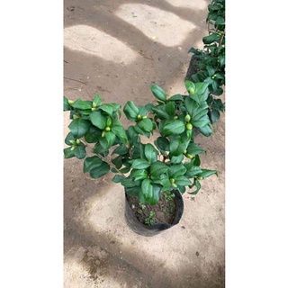 Cây hoa trà mi đỏ