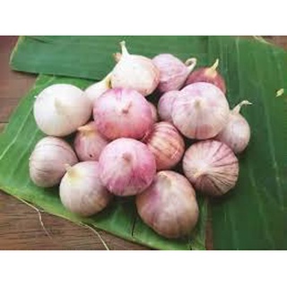 Tỏi cô đơn tía loại 1 làm tỏi đen, tỏi cô đơn Tây Bắc - Nông Sản sạch từ Nông Trại Tại Gia