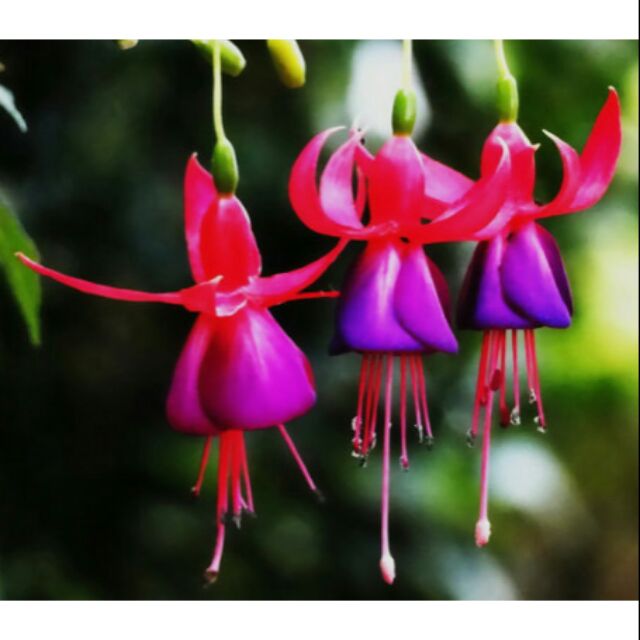 Hạt giống hoa lồng đèn