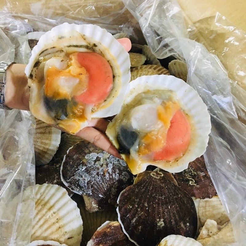 Sò điệp Nhật nguyên con 1kg (7-10 con giao tphcm)