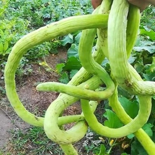 DƯA CHUỘT SIÊU DÀI