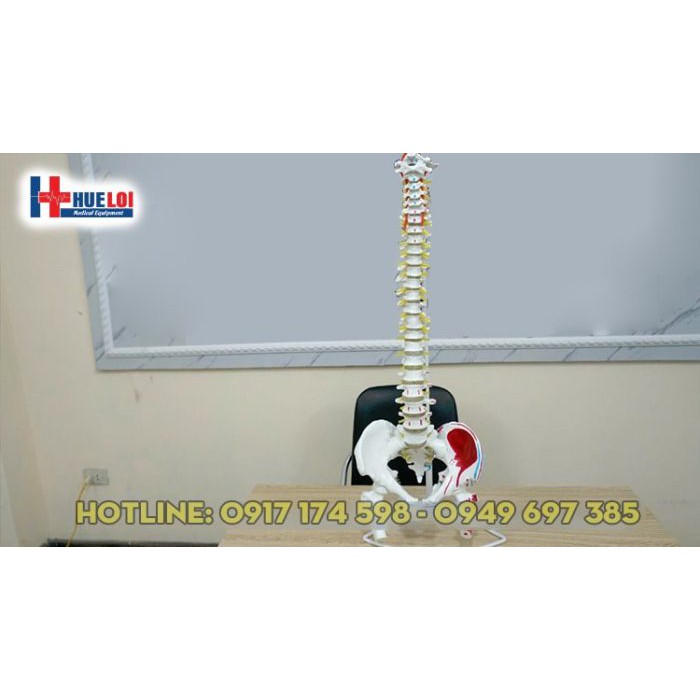 Mô hình xương cột sống , khung chậu 83cm  - mô hình xương