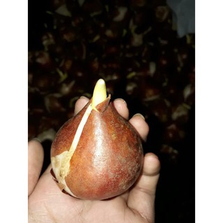 Combo 20 củ hoa tulip nhập khẩu Hà Lan