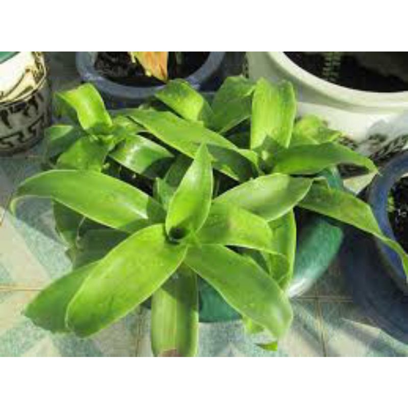 5 Cây lược vàng
