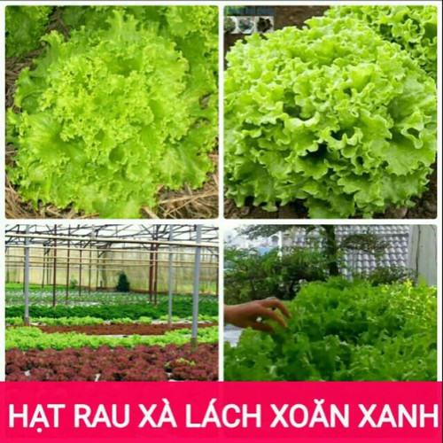 Hạt giống XÀ LÁCH XOĂN XANH 2G