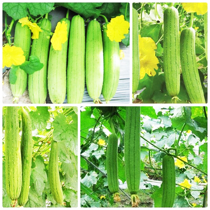 HẠT GIỐNG MƯỚP HƯƠNG LAI 407
