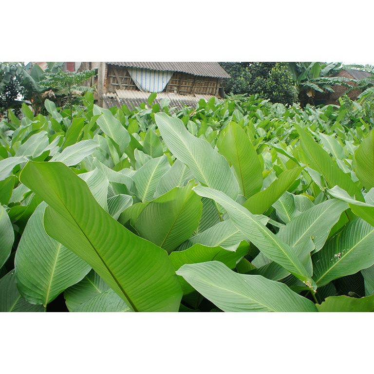 Lá Dong tươi gói bánh Chưng loại nhỏ và to